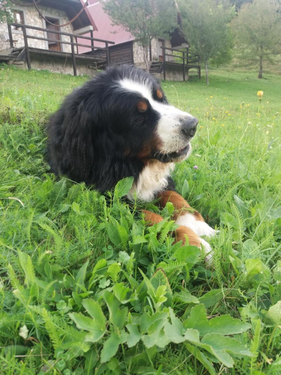 Шале Etno Village Vojnik *
